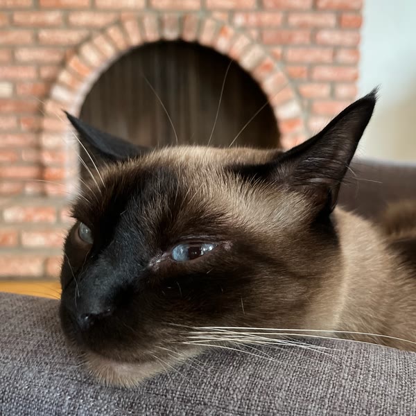 Joffrey, a Siamese cat, resting his head on a couch cushion